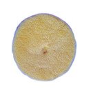 RUPES Tarcza polerska z wełny 50/65mm Yellow wool żółta medium